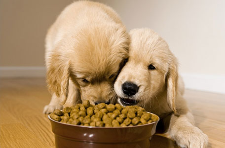 PET FOOD