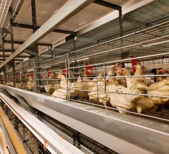 復(fù)購(gòu)交付--河北站：河北蛋雞項(xiàng)目成功交付