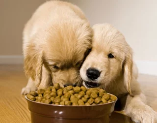 PET FOOD