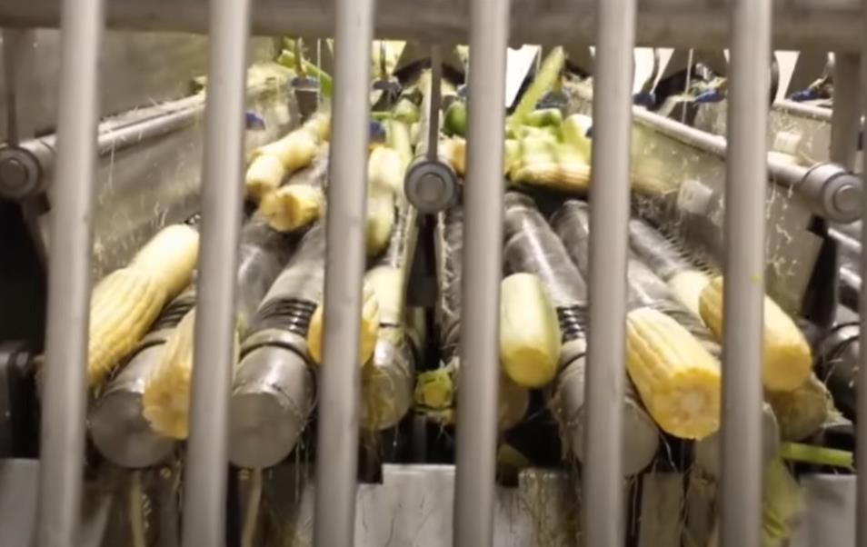 Vacuum Packed Sweet Corn Retort Processing Flow- Innovaster