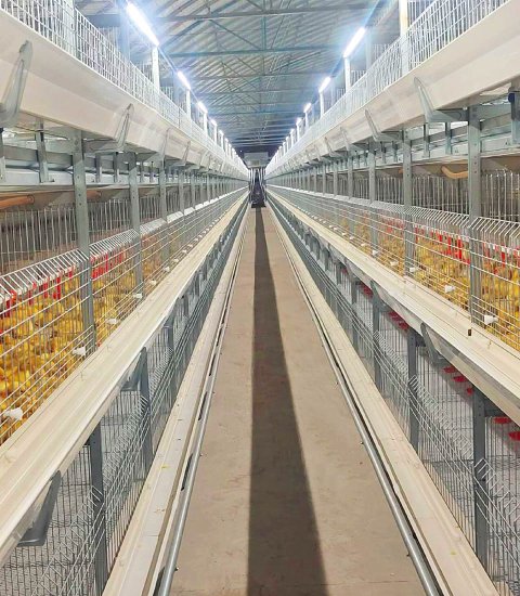 肉鸭笼养设备