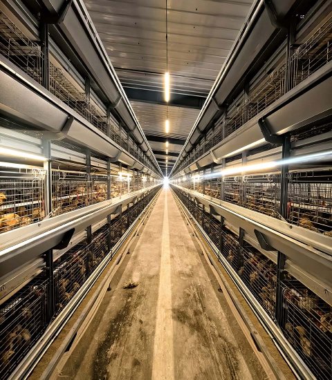 H 型蛋鸡育雏育成笼养设备