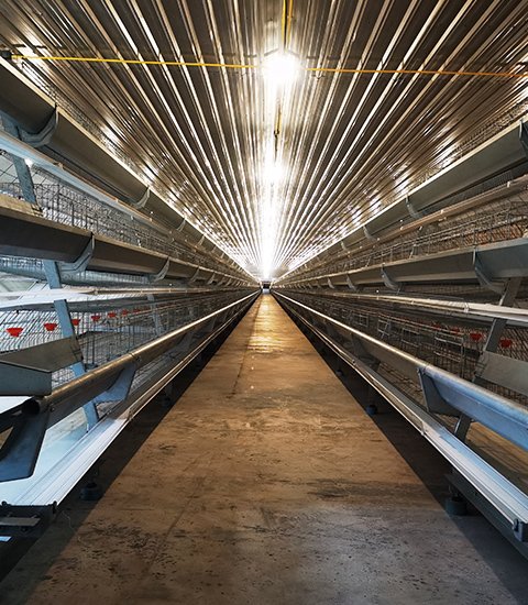 A 型蛋鸡笼养设备