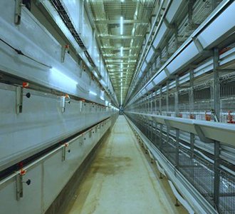 雏凤清声，科技护航！合源机械5列7层育雏笼养设备闪耀滨州！