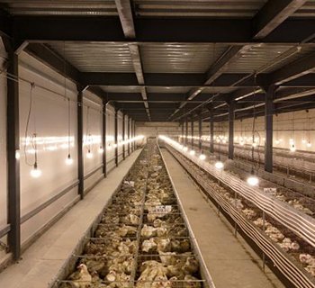 鸽子设备项目案例