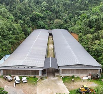 肉鸡单体笼养设备案例