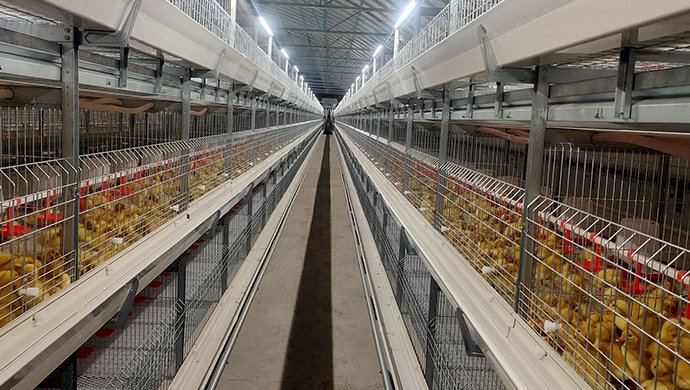 肉鸭养殖设备