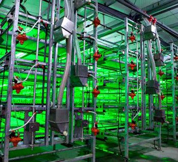 肉鸡自动出鸡笼-料盘式设备案例