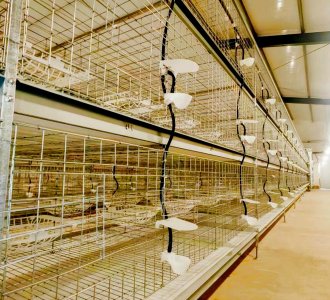 复购见证品质，交付诠释信任：肉鸽育成笼再获湖南客户青睐