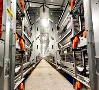 智能装备再落三晋，助力山西蛋鸡养殖迈向“全自动时代”