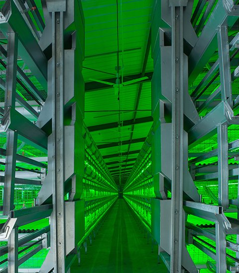 Auto harvest H-type broiler cage with crane feed