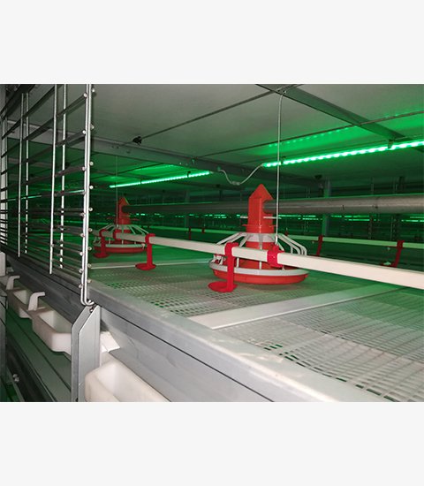 Auto harvest H-type broiler cage  with pan feed