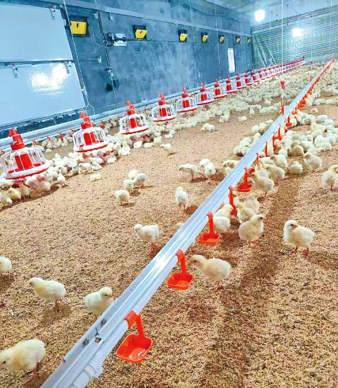 Broiler chicken floor-raising equipment