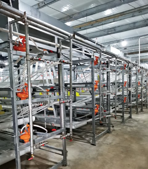 H-type broiler cage equipment -single cage