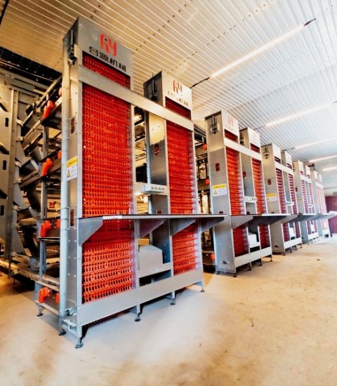 H-type layer hen cage rearing equipment