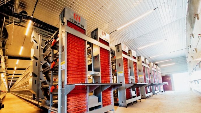 Layer Breeding Equipment