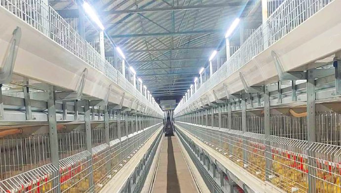 Meat Duck Breeding Equipment