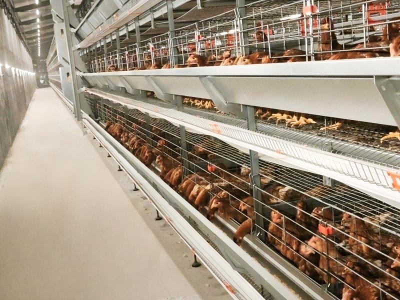 automatic-layer-cage