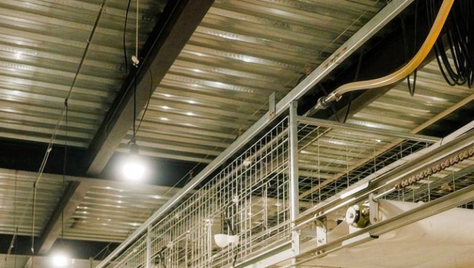 Pigeon Rearing Systems