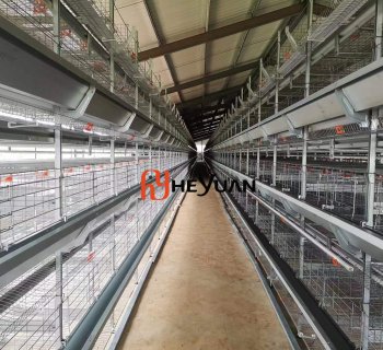 50,000 Birds H Type Layer Cage Project in Africa – Fully Automatic Poultry Farm Solution