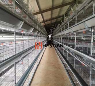50,000 Birds H Type Layer Cage Project Delivered in Africa | Fully Automatic Poultry Farm Solution
