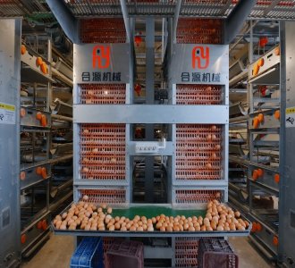How Inflation Impacts Egg Prices in Developing Countries