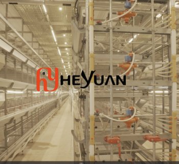 5 Rows 7 Tiers Pullet Cage System Project | OEM Poultry Equipment Manufacturer for Modern Chicken Farms