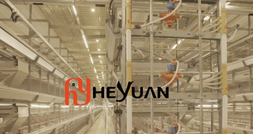 5 Rows × 7 Tiers Pullet Cage System | OEM Poultry Equipment Manufacturer