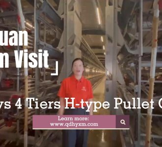 Farm Visit: Exploring Pullet Cage System Operation in a Real Poultry Farm