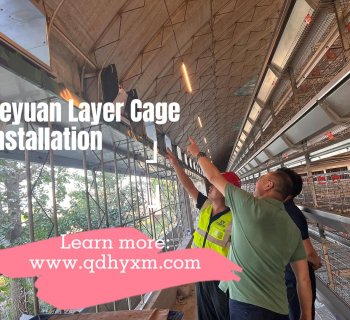 Heyuan Layer Cage Project | On-Site Installation in Progress