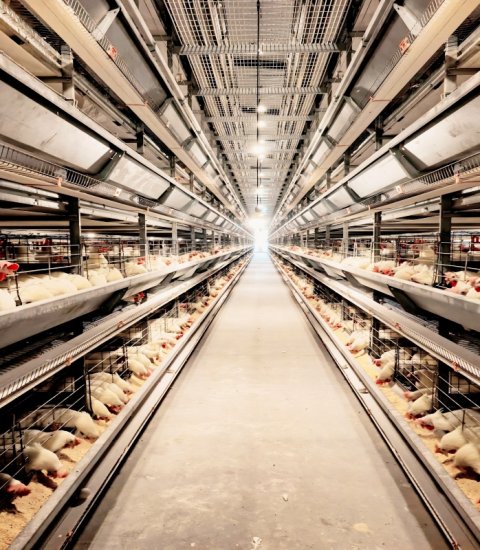H Type Layer Cage System – Automatic Layer Hen Cage Equipment