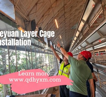 Heyuan Layer Cage Project | On-Site Installation in Progress
