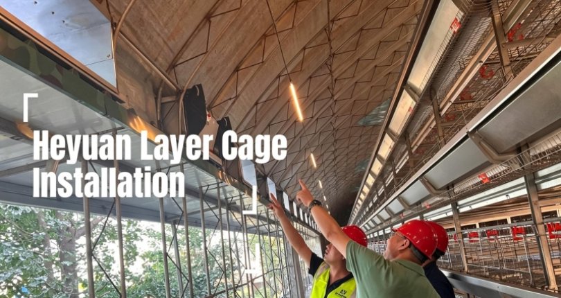 Heyuan Layer Cage Project | On-Site Installation of a Commercial Poultry Farming System