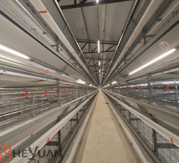How to Choose Poultry Cage Equipment for Raising Layer Chickens in Southeast Asia