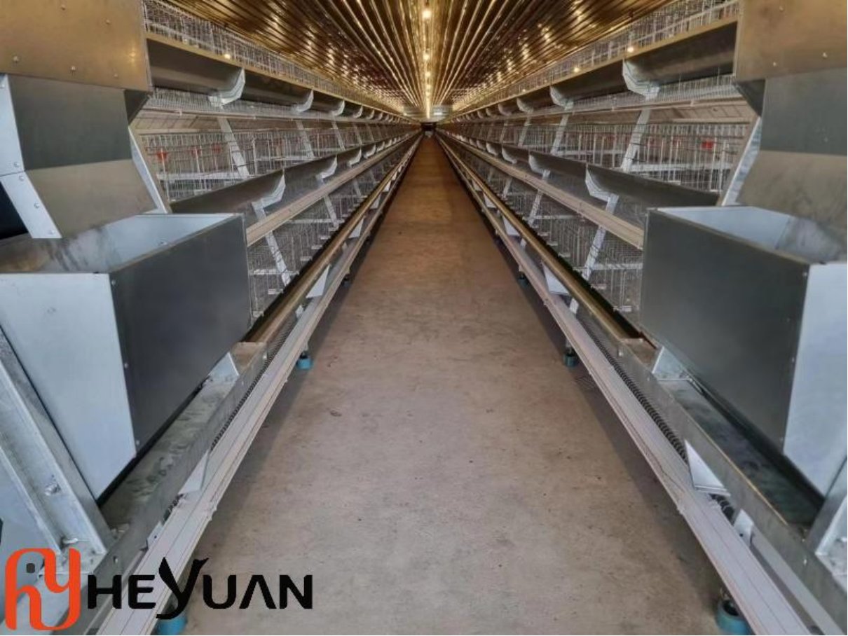 Automatic A type layer cage equipment from Heyuan