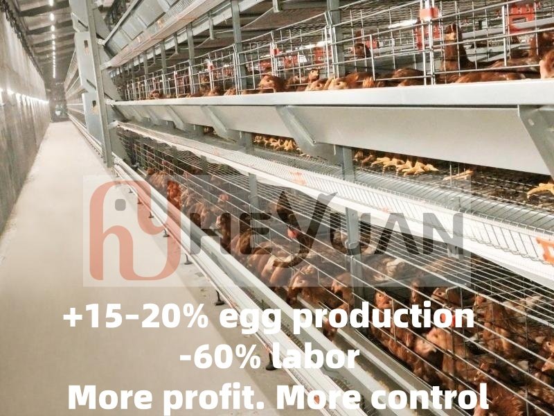 automatic layer cage equipment from heyuan
