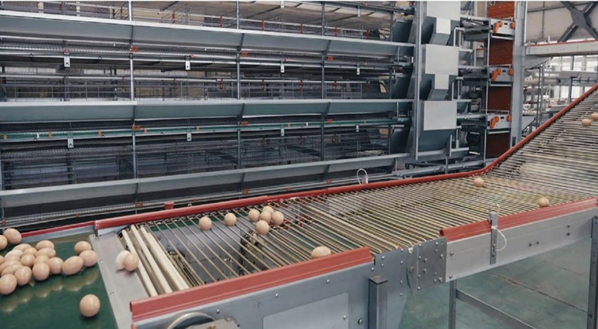 automatic egg collection sytem from heyuan