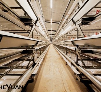 Why the Cheapest Poultry Equipment May Not Be the Lowest-Cost Solution | Heyuan 
