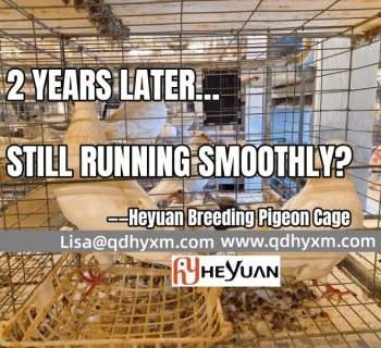Pigeon Farming Equipment After Nearly 2 Years of Daily Use