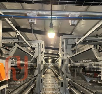 From Manual Feeding to Automatic Feeding: What Changes on a Real Farm?
