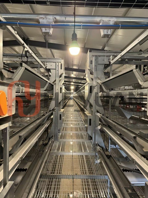 automatic-poultry-feeding-system-real-farm