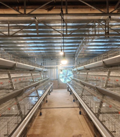A Type Layer Cage – Factory Directly Automatic Layer Cage Equipment 