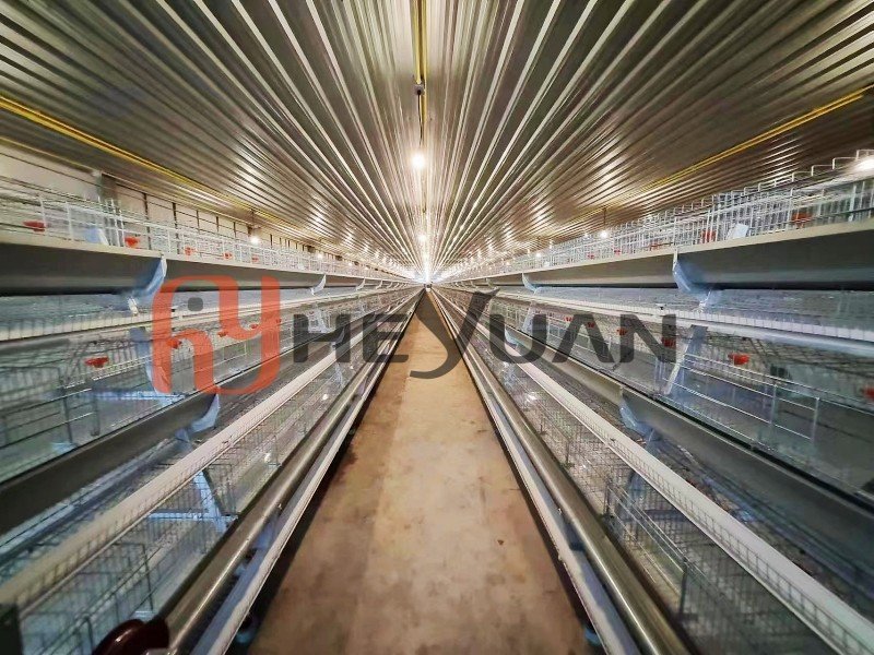layer-farm-cage-factory-directly