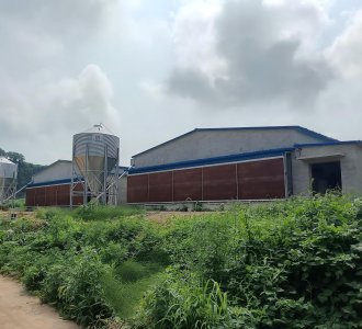 合源机械助力丹东养殖升级，高效层叠式蛋鸡设备正式投产。